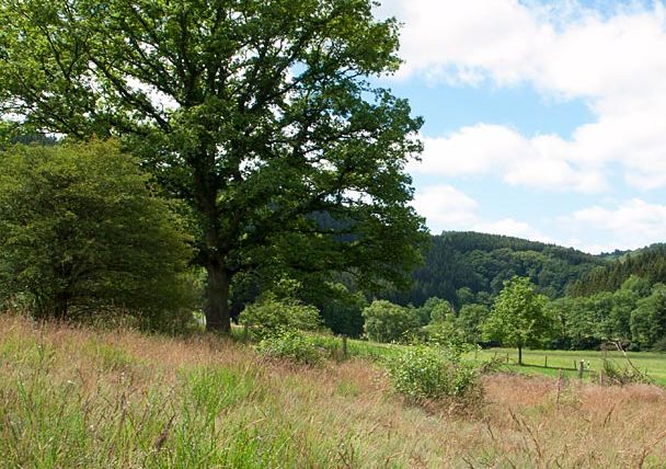 Landschaft im Eifeltal mit Bäumen und Wiesen unter blauem Himmel.