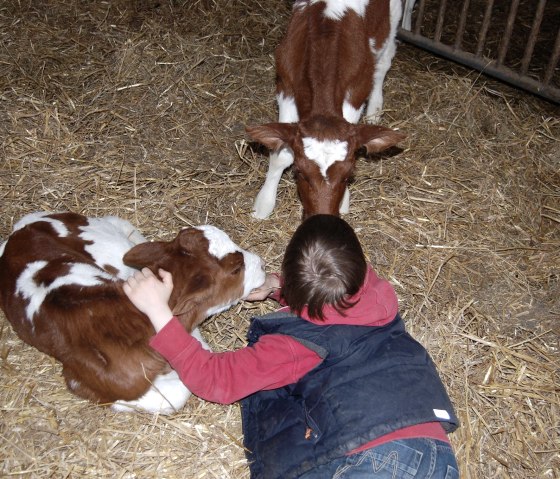 ...mit Kälbchen kuscheln