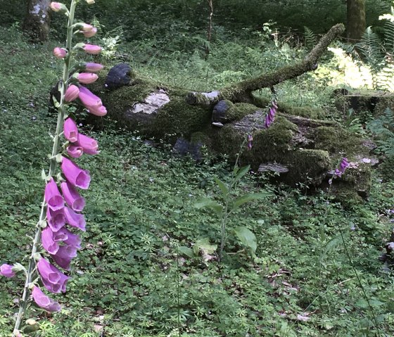 Eine lila Fingerhutblume wächst neben einem moosbedeckten Baumstamm im Wald, umgeben von grüner Vegetation., © TI Bitburger Land