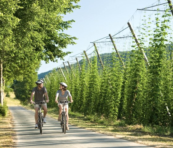Hop fields on the Prüm cycle path near Holsthum, © Rheinland-Pfalz Tourismus GmbH/D. Ketz