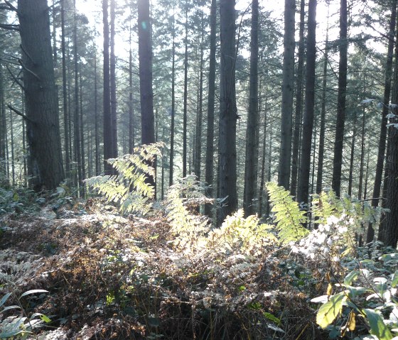 Dense forest with tall trees, ferns and sunlight streaming through the trees. A quiet, natural place on the way to the Alsbach valley., © Felsenland Südeifel Tourismus GmbH, Christian Calonec-Rauchfuss