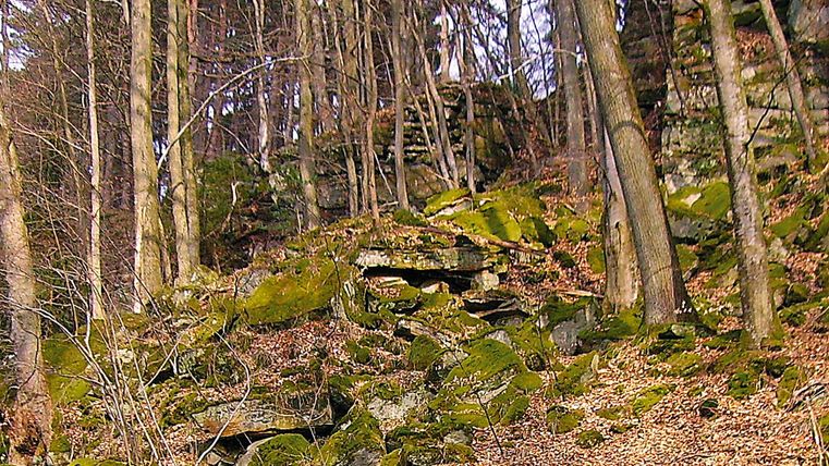 Wald mit moosbedeckten Sandsteinstufen und Bäumen.