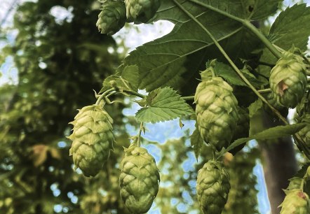 Hopfen, &copy; Felsenland S&uuml;deifel Tourismus GmbH / Anna Carina Krebs
