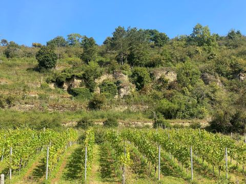 Ein malerischer Weinberg mit üppigen Reben und einem hügeligen Hintergrund. Die Landschaft ist grün und sonnig, ideal für den Weinanbau.