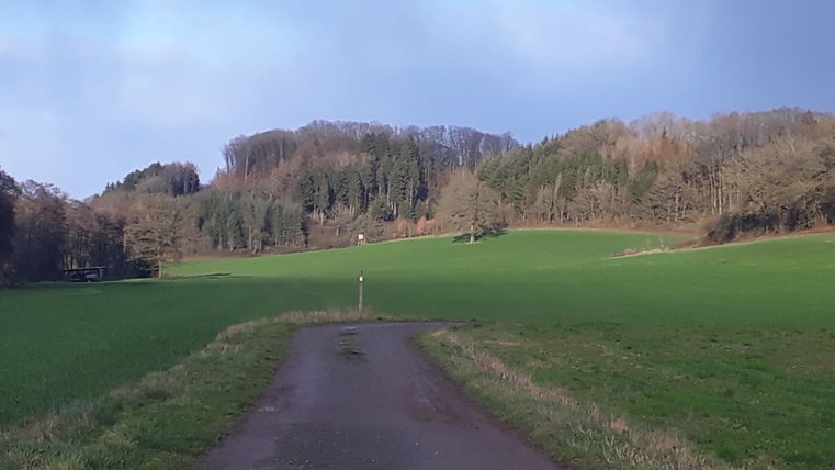 Ein Feldweg führt durch grüne Wiesen zu einem bewaldeten Hügel unter blauem Himmel.