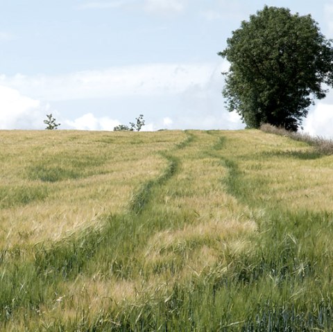 Een groen maïsveld met een pad dat leidt naar een enkele boom aan de horizon. De lucht is licht bewolkt., © V. Teuschler