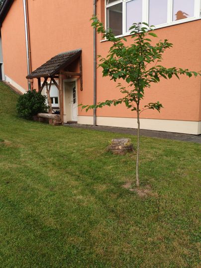 A small tree stands in a well-kept garden next to an orange house. In the background, you can see a small awning and a green lawn.