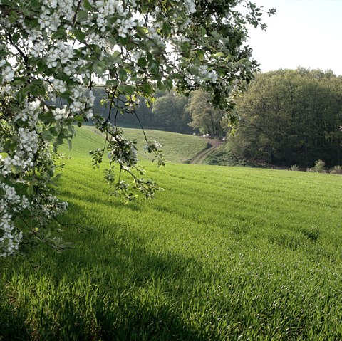 Prairie verte avec un arbre en fleurs au premier plan, un chemin traverse le paysage, forêt en arrière-plan sous un ciel bleu., © V. Teuschler