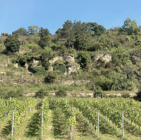 Vineyard, © Felsenland Südeifel Tourismus GmbH, Anna Carina Krebs