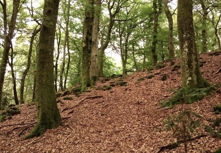 Hauptwall der Wikingerburg von der Au&szlig;enseite, &copy; Felsenland S&uuml;deifel Tourismus GmbH