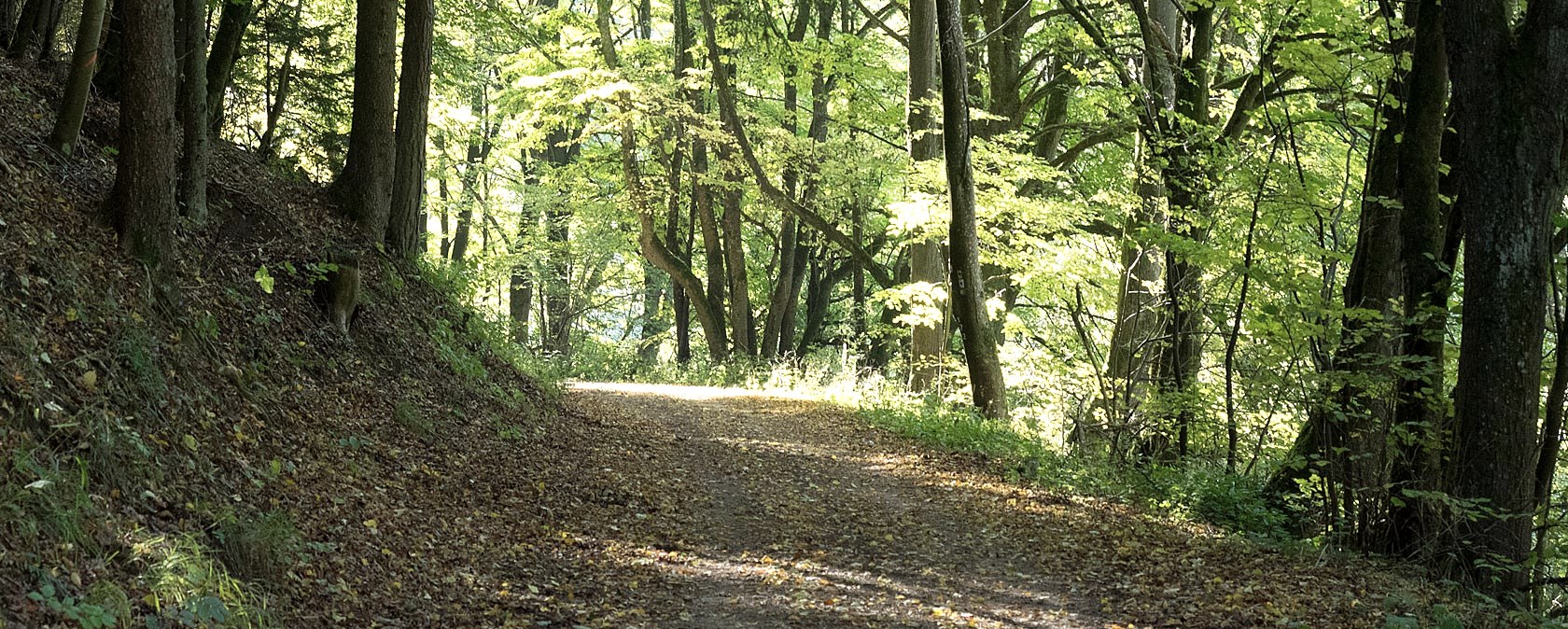 Un chemin forestier dans la Nusbaumer Hardt, bord&eacute; de grands arbres &agrave; travers lesquels passe la lumi&egrave;re du soleil. Le sol est recouvert de feuilles mortes., &copy; V. Teuschler