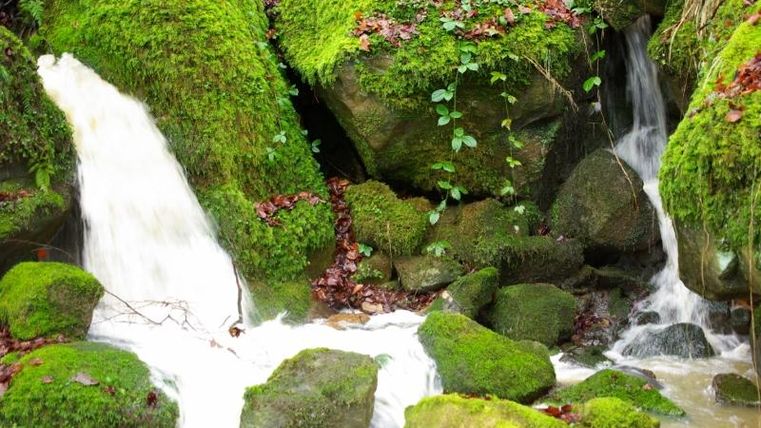Ein kleiner Wasserfall fließt über moosbedeckte Felsen in einem Wald.