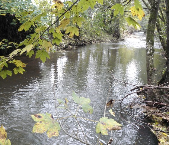 Ein ruhiger Fluss flie&szlig;t durch eine von B&auml;umen ges&auml;umte Landschaft. Die Bl&auml;tter sind herbstlich gef&auml;rbt, teils gelb und gr&uuml;n., &copy; Felsenland S&uuml;deifel Tourismus, Christian Calonec-Rauchfuss