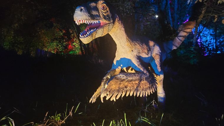 A dinosaur model stands in a dark, wooded area. It is illuminated by colorful light and conveys an exciting atmosphere.