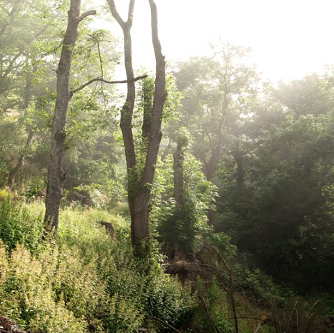 Bos van de Eifel, © V. Teuschler