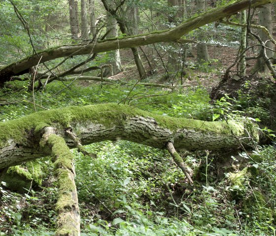 Forest idyll, &copy; V. Teuschler