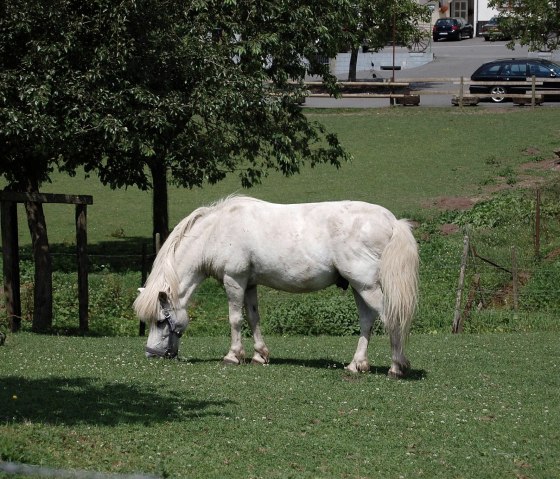 Pony reiten auf "Susi" & "Stella"
