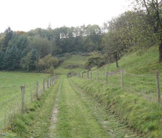Een smal, grassig pad leidt door een heuvelachtig landschap met bomen en een hek. Op de achtergrond zijn bossen te zien., © Felsenland Südeifel Tourismus GmbH, Christian Calonec-Rauchfuss
