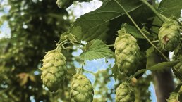 Hopfen, © Felsenland Südeifel Tourismus GmbH / Anna Carina Krebs
