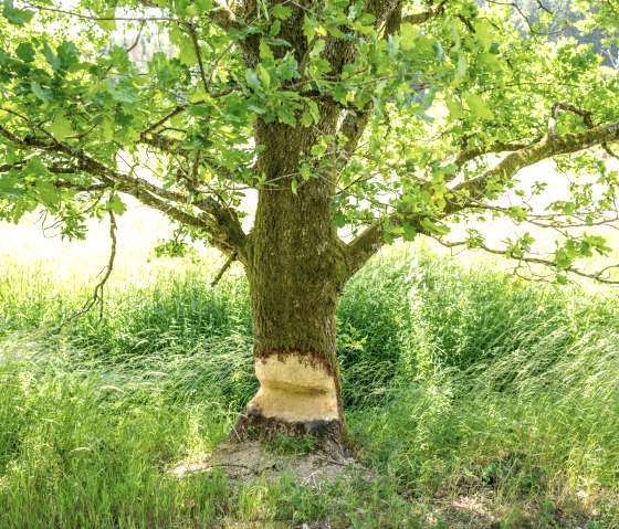 Les plus chanceux découvriront des traces de castors sur la piste cyclable Eifel-Ardennes, comme dans la vallée de l'Alfbach., © Eifel Tourismus GmbH, Dominik Ketz