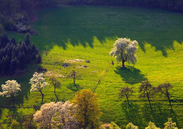 Landschaft im Prümtal mit blühenden Bäumen und grünen Wiesen.