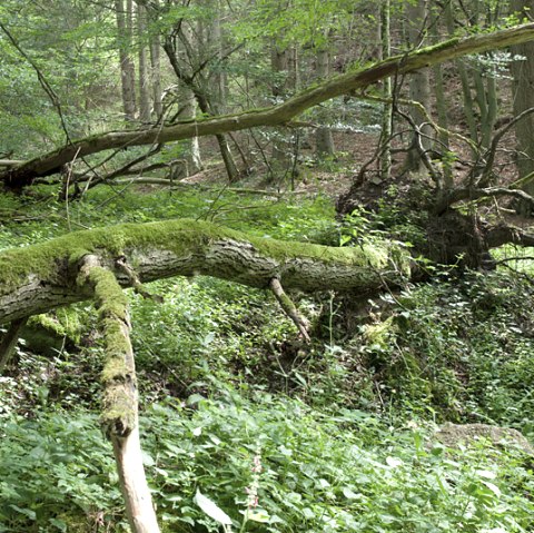 Forest idyll, © V. Teuschler