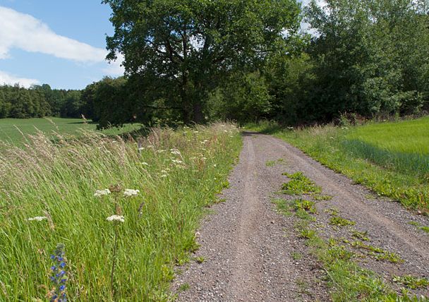 Ein Feldweg führt am Waldrand entlang, gesäumt von hohen Gräsern und Wildblumen, unter einem blauen Himmel mit weißen Wolken.