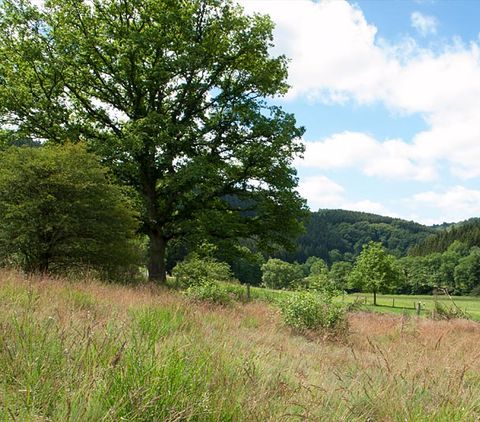 Landschaft im Eifeltal mit Bäumen und Wiesen unter blauem Himmel.