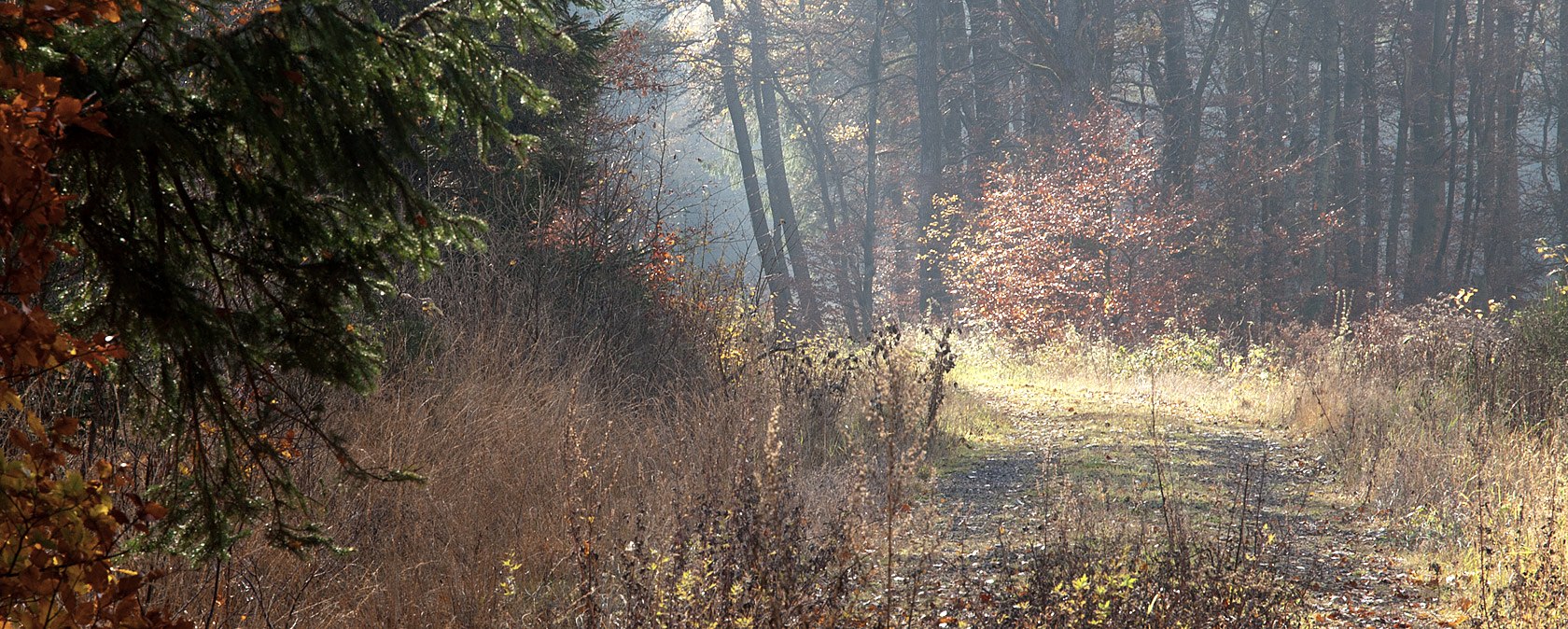 Un chemin forestier automnal dans la vallée du Grimbach, bordé de feuillages colorés et éclairé par de doux rayons de soleil., © V. Teuschler