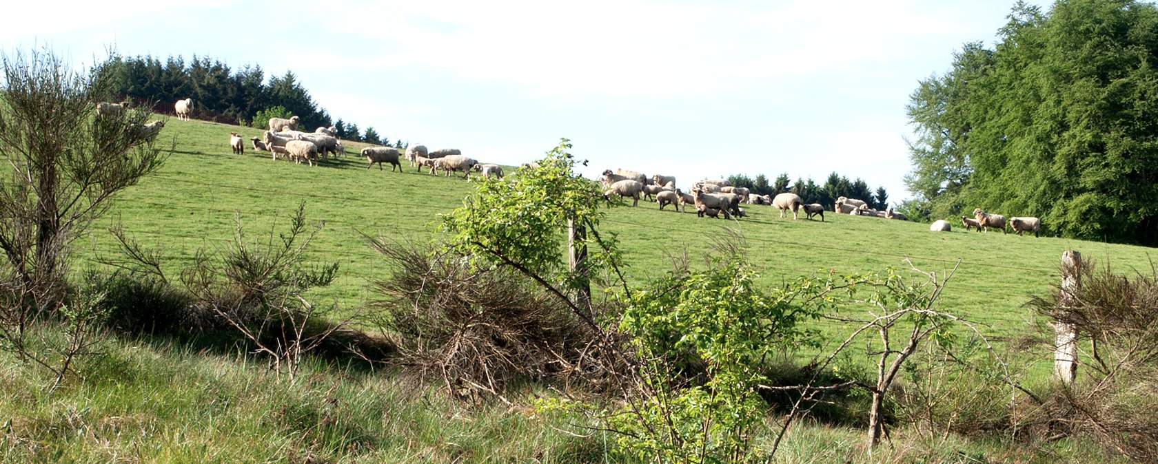 Eifel sheep, &copy; V. Teuschler