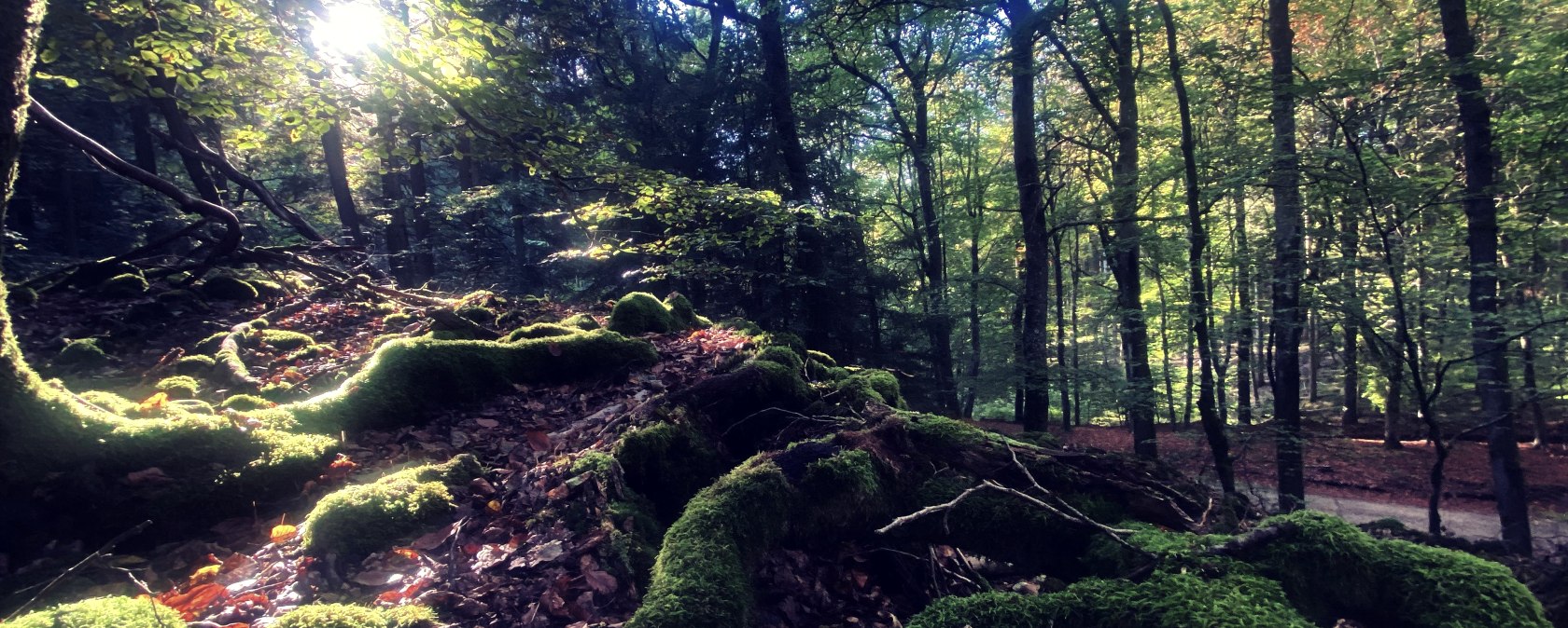 Auf der Wallkrone der Wikingerburg, &copy; Felsenland S&uuml;deifel Tourismus GmbH / Anna Carina Krebs