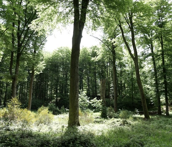 Sun-drenched forest with tall beech trees and dense, green undergrowth. Rays of light fall through the canopy., &copy; Elke Wagner, Felsenland S&uuml;deifel Tourismus GmbH