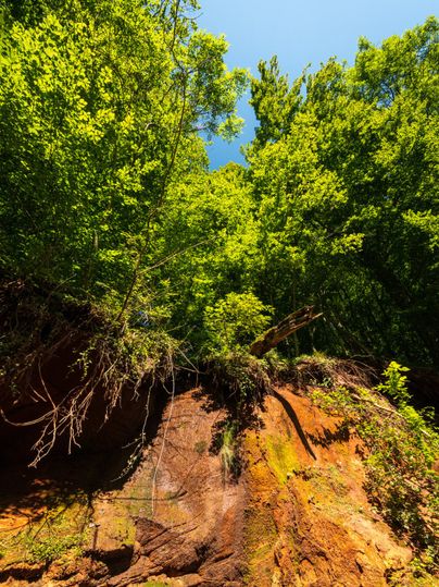 Blick auf eine Buntsandsteinwand mit üppigem Grün und blauem Himmel.