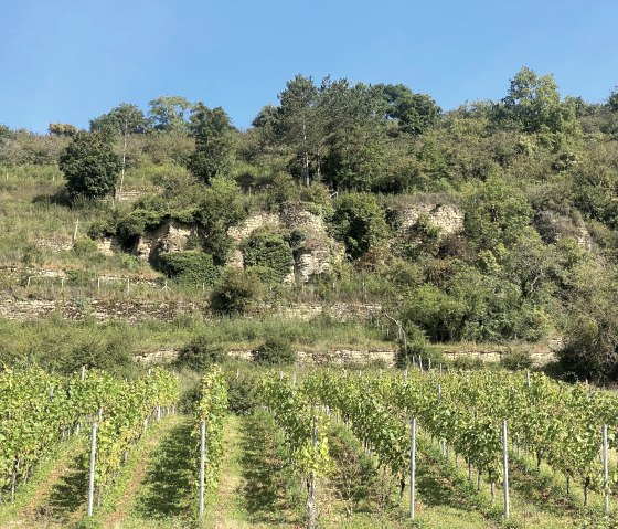 Vineyard, © Felsenland Südeifel Tourismus GmbH, Anna Carina Krebs