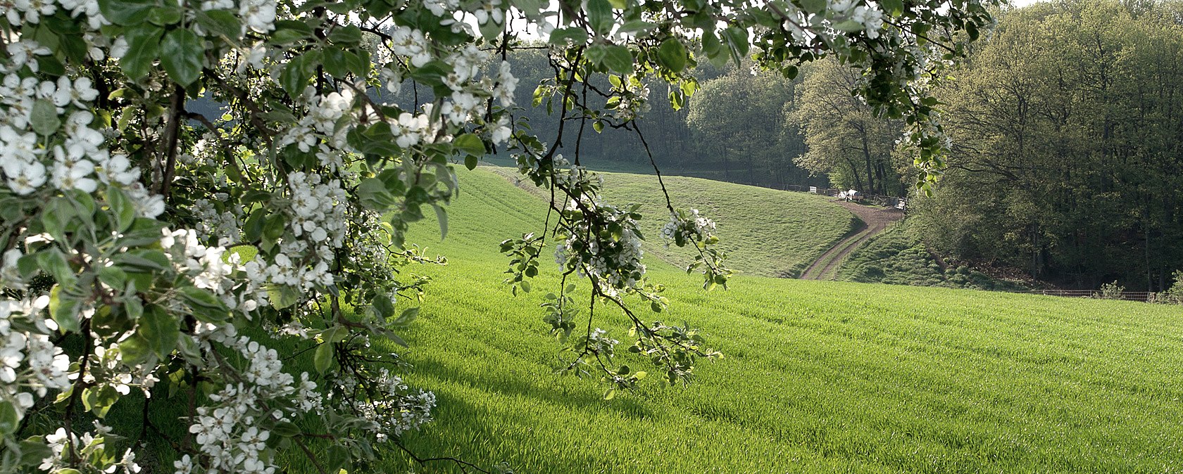 Blühende Zweige im Vordergrund, dahinter eine grüne Wiese und ein Wald. Ein Weg führt durch die Landschaft., © V. Teuschler