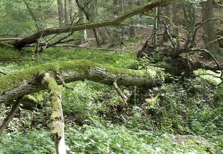 Forest idyll, © V. Teuschler