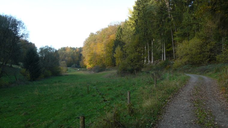 Ein Waldweg im Alsbachtal, umgeben von Bäumen und Wiesen.