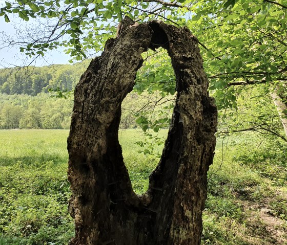 Ein hohler Baumstamm steht in einem grünen Wald. Im Hintergrund ist eine Wiese und ein bewaldeter Hügel zu sehen., © Tourist-Information Bitburger Land, Steffi Wagner