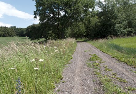 Ein Feldweg am Waldrand mit hohen Gräsern und Wildblumen, blauer Himmel und weiße Wolken., © V. Teuschler