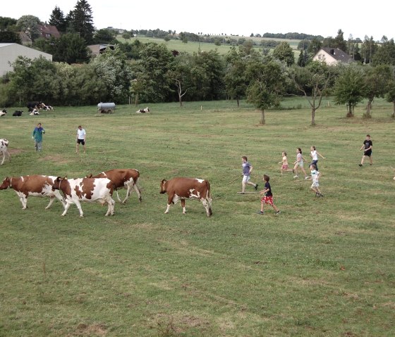 K&uuml;he in den Stall treiben - alle helfen mit.