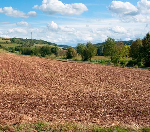 Landschaft im Enztal mit braunem Feld, Bäumen und Windrad im Hintergrund.