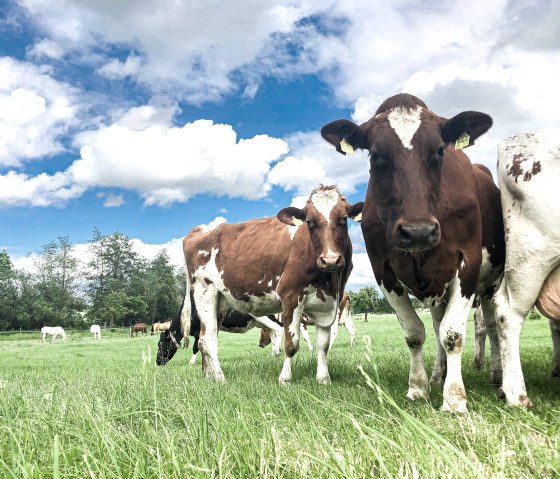 K&uuml;heaufderWEide