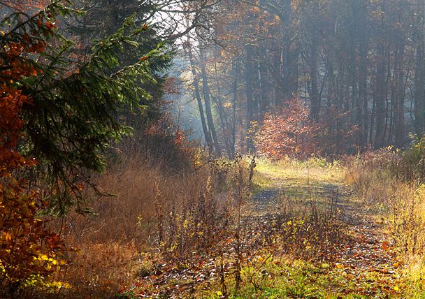 Ein herbstlicher Waldweg im Grimbachtal mit buntem Laub und Sonnenlicht.