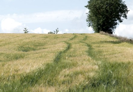 Ein grünes Getreidefeld mit einem Pfad, der zu einem einzelnen Baum am Horizont führt. Der Himmel ist leicht bewölkt., © V. Teuschler