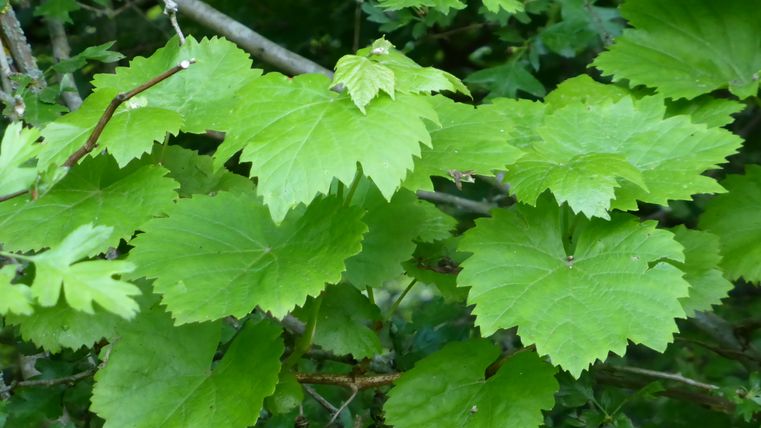 Grüne Weinblätter in einem Weißdornbusch.