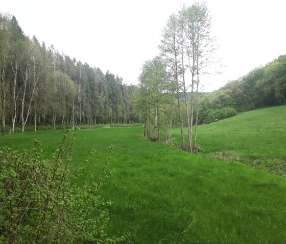 Weelderige uiterwaarden, © Felsenland Südeifel Tourismus, Natalie Mainz