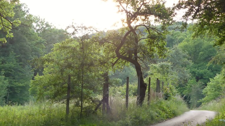 Ein schmaler Wanderweg führt durch eine grüne, bewaldete Landschaft bei Sonnenuntergang.