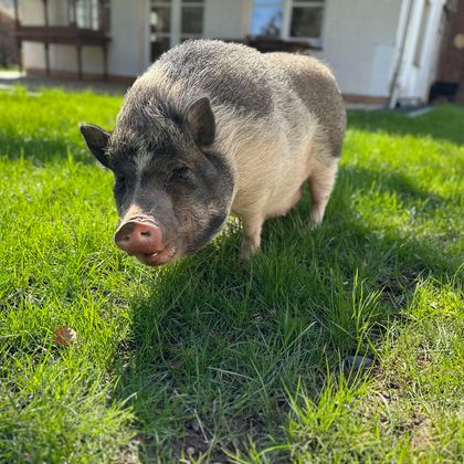 Un petit cochon se tient sur une prairie verte. En arrière-plan, on aperçoit un bâtiment.