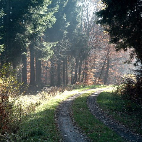 Forest path near Prüm Castle, © V. Teuschler