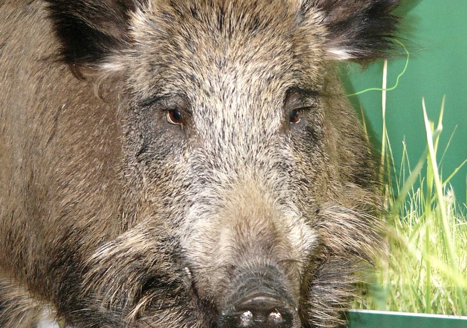 Haus der Jagd Ernzen - Wildschweinmodell, &copy; Holger Weber